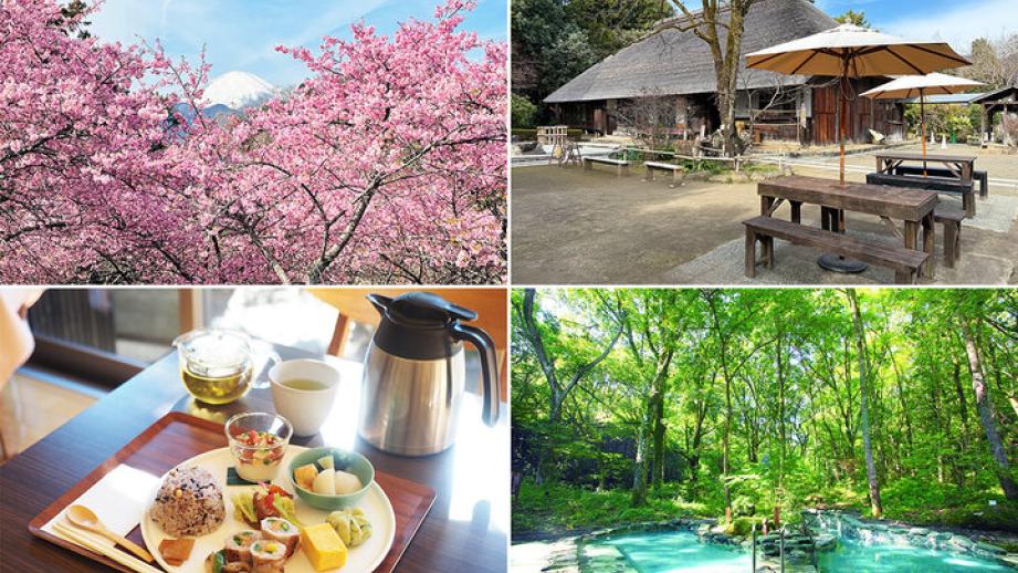 富士山とさくら色の絶景に会いに♪ 一足早い春を楽しむ、神奈川の里山でのんびり日帰りさんぽ