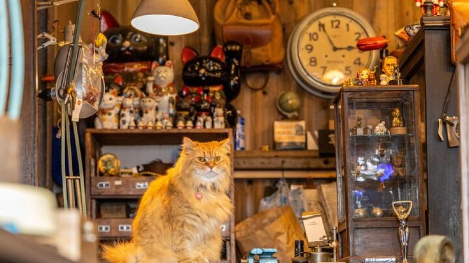 【猫の日】大阪府内で見つけた猫スポット6選〜泊まれる保護猫カフェからパワースポットまで〜