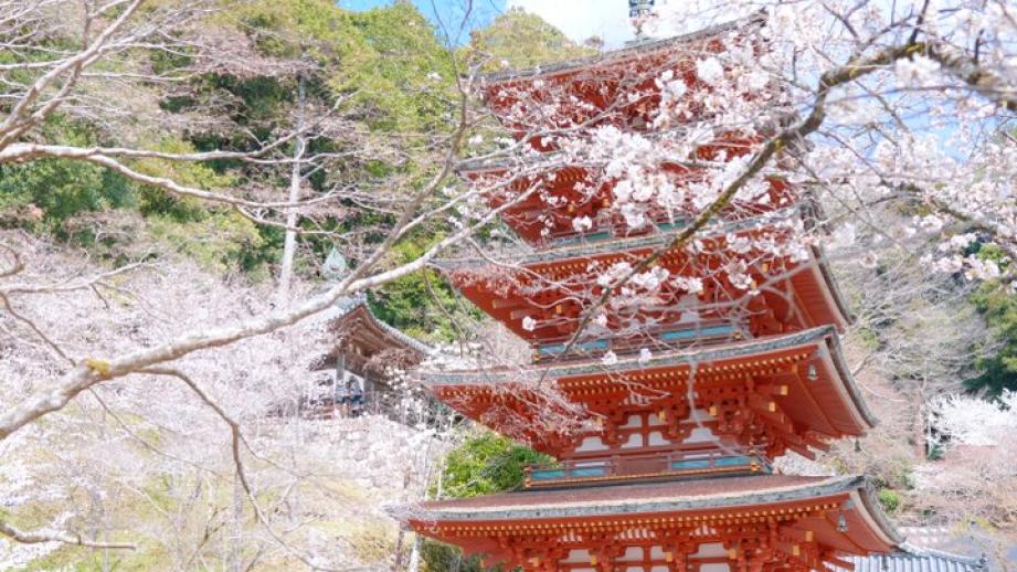 桜舞う境内に誘われて。花の御寺・長谷寺で出会う春の絶景さんぽ