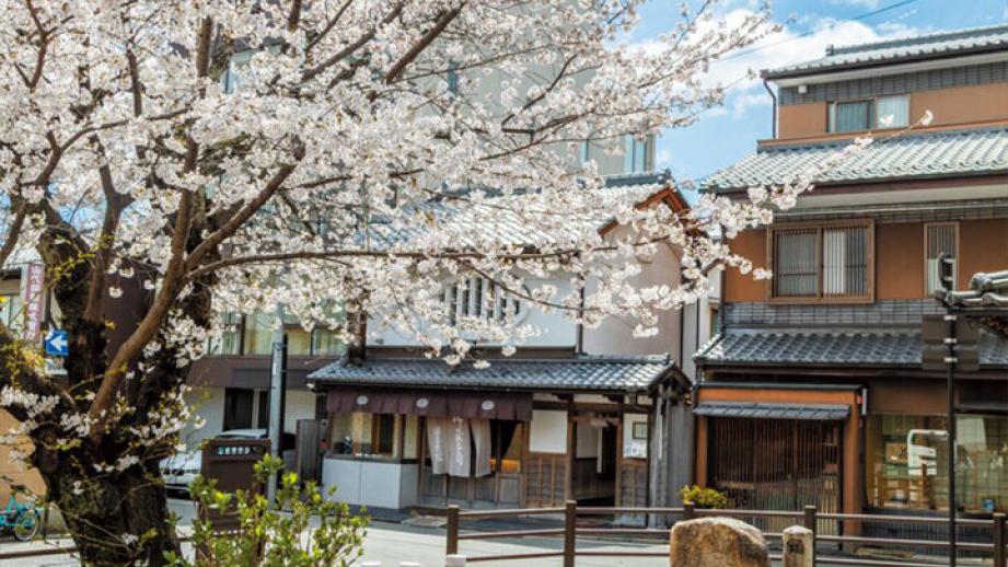 春爛漫の西陣桜さんぽ。京都よりみちこみち 寺之内通＆小川通【前編】