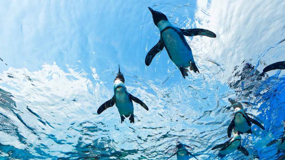 サンシャイン水族館