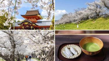 京都・八幡市 背割堤のどこまでも続く桜並木をおさんぽ♪ ご利益めぐりや門前菓子も