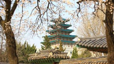 韓国・ソウルにも春が到来。お花見も、おいしいグルメも。春のソウルの楽しみ方