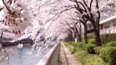 桜の穴場スポット♪小名木川沿いの桜と清澄白河の歴史を巡る満喫さんぽ