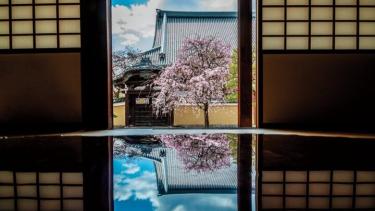 春爛漫の西陣桜さんぽ。京都よりみちこみち 寺之内通＆小川通【後編】