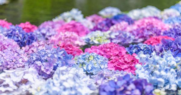 関西あじさいスポット