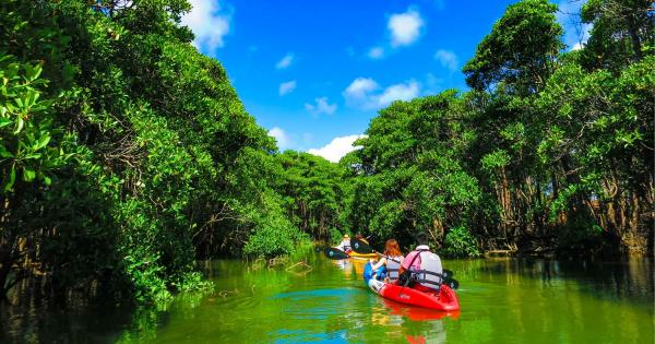 億首川マングローブカヤックツアー