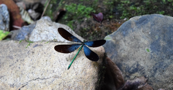ザ・リッツ・カールトン沖縄 ネイチャーガイドと巡る比地大滝