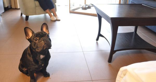 関西のペット泊れる高級宿・ホテル8選