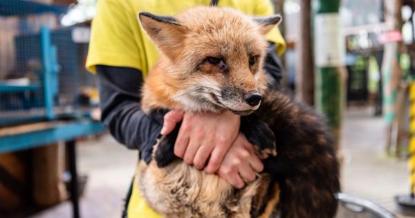 宮城蔵王キツネ村