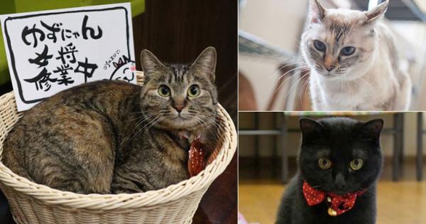 看板猫ランキング