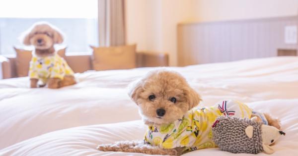 北海道のペットと泊まれる人気宿ランキングTOP8