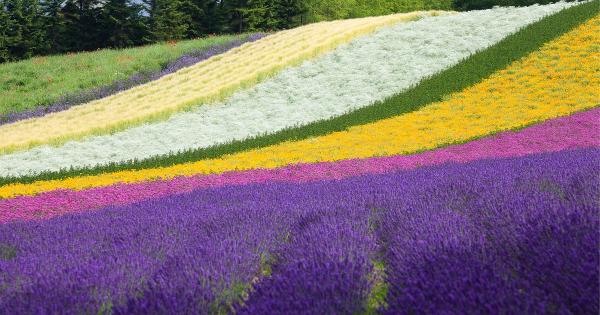 ラベンダー畑