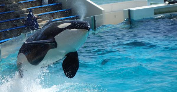 シャチのパフォーマンス
