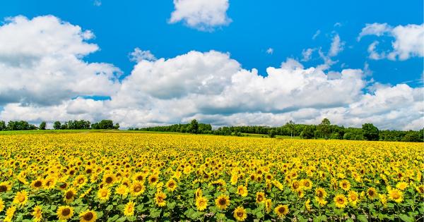 北竜町ひまわりの里