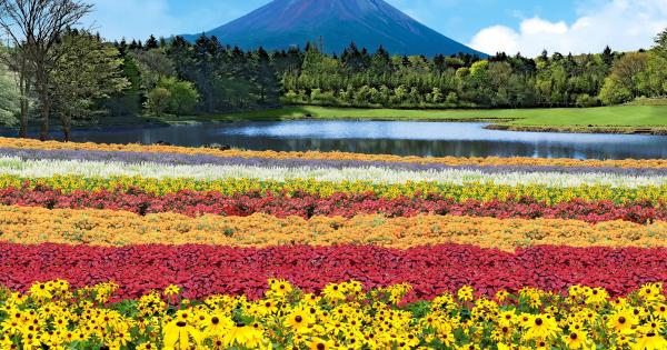 約8万株の花々が咲く「虹の花まつり」の様子