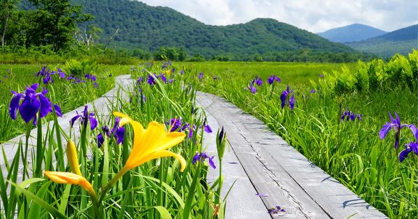 尾瀬ハイキング