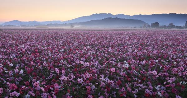 藤原宮跡のコスモス