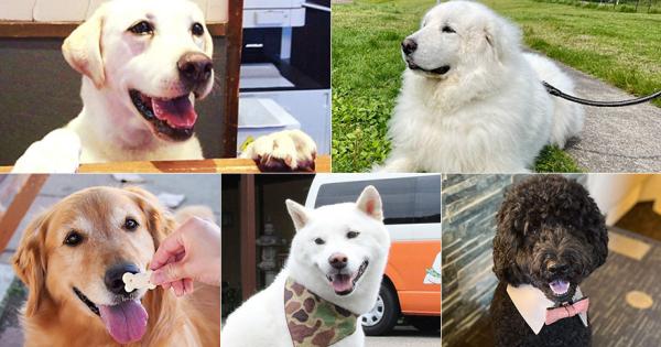 2022年 看板犬ランキング