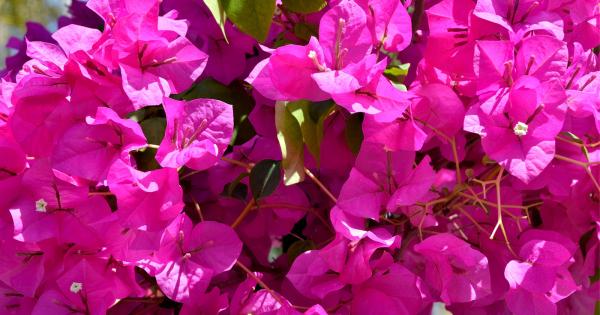宮崎 ブーゲンビリア