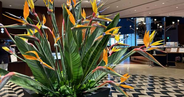 琵琶湖ホテルロビーを飾るストレリチア