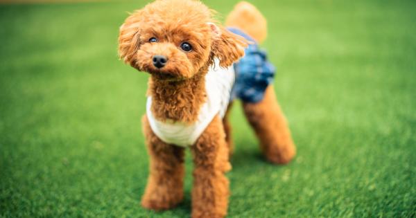 ドッグファーストの設備やサービスを取りそろえた愛犬宿「DANQOO ダンクー」