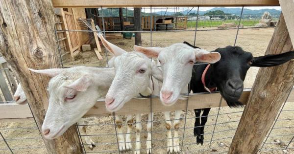 2023夏オープン！200匹の動物と触れ合える！ヤギがいっぱい“やぎ愛”に溢れた牧場｜島根県安来市  