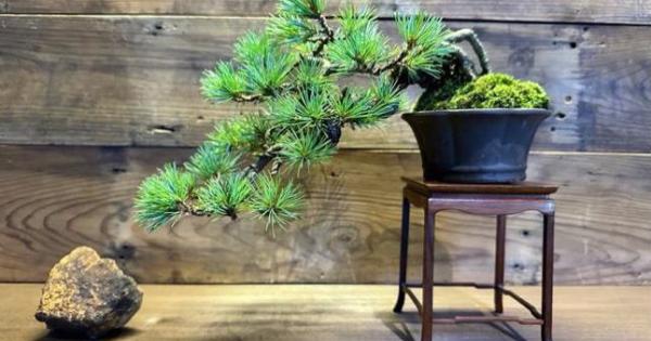 福島市内10カ所で盆栽の魅力を堪能「BONSAIジャック・プロジェクト」