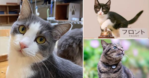 【2024年】看板猫ランキング
