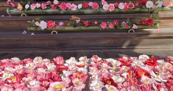 京都・霊鑑寺 椿