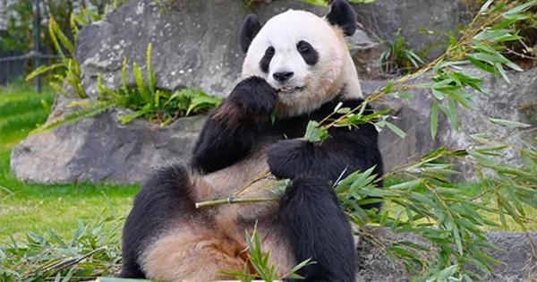 和歌山「アドベンチャーワールド」ジャイアントパンダ