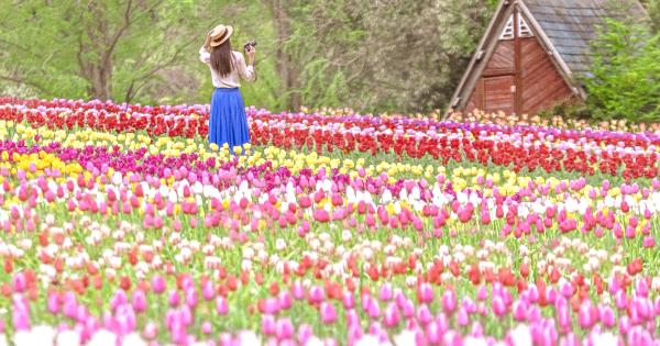 広島「世羅高原農場」で4月6日より「チューリップ祭」スタート