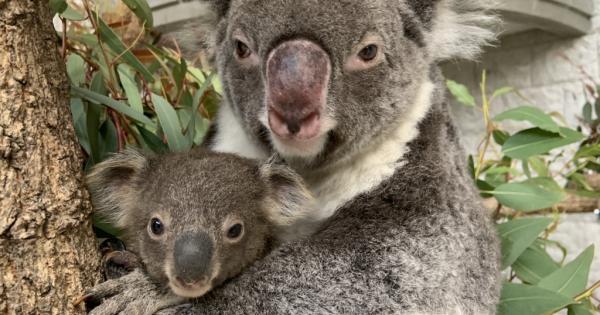 淡路島「淡路ファームパークイングランドの丘」でコアラの赤ちゃんが誕生！