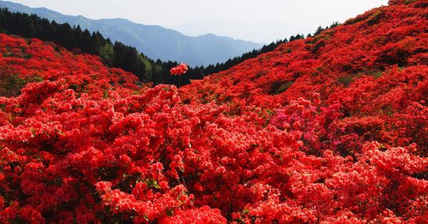 奈良・葛城高原 つつじ