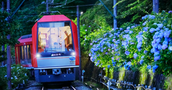 座席指定でゆったり！箱根の初夏の風物詩「夜のあじさい号」運行