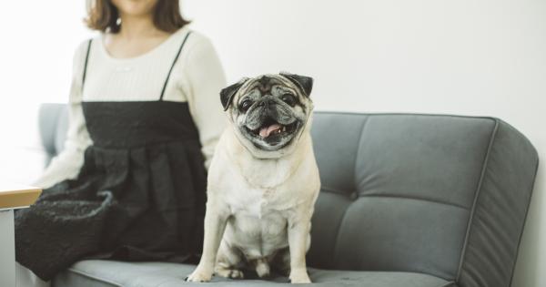 京都市内で初のペットサロン併設型ホテル「ホテルトーイン京都」がオープン