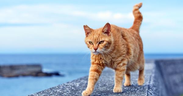 ねこの島「深島」