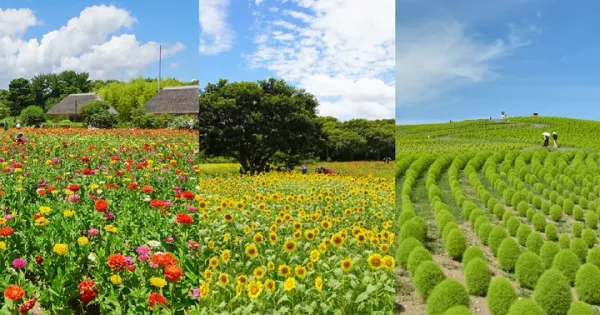 花畑や限定スイーツも！茨城・国営ひたち海浜公園で「とびっきり！夏フェア！」開催中