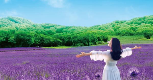 群馬県沼田市「たんばらラベンダーパーク」イメージ