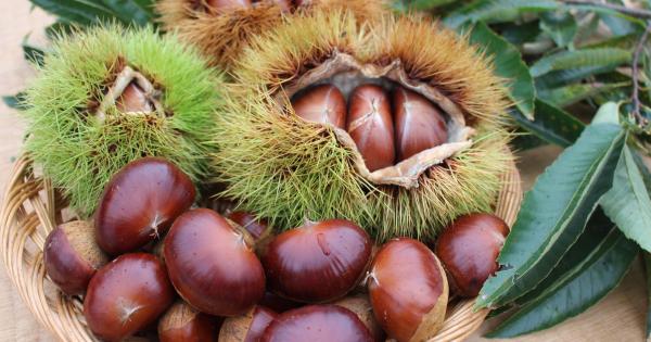 兵庫・丹波篠山市で秋の味覚「丹波栗」の収穫始まる