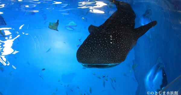 ジンベエザメにまた会える！【のとじま水族館】地震から9か月で待望の展示再開