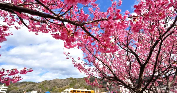 新タワーも登場！西伊豆に日本一早い桜便り！1月18日「土肥桜まつり」スタート