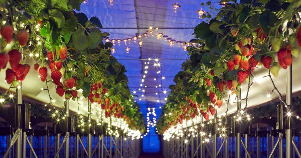 熱海で夜のいちご狩り！1日1組限定イルミ輝くハウスで「ナイトストロベリーツアー」