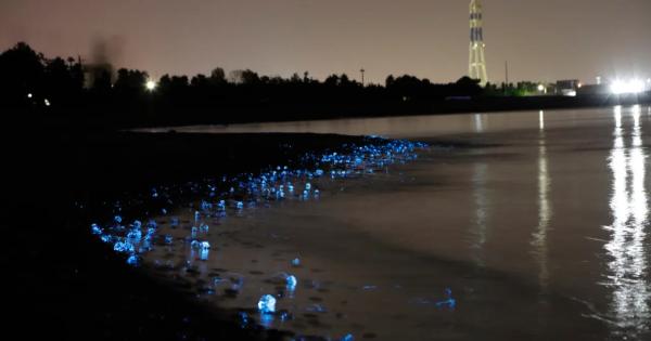 きらめく光の波を船上から【滑川ほたるいか海上観光】神秘の光景をほたるいかグルメと一緒に