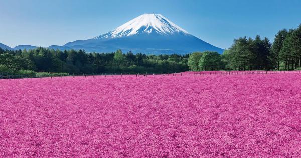 富士芝桜まつり