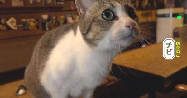 【創業 50 年のカフェ】店長ねこ「チビ」も人気！中島みゆきさんも通った札幌の喫茶店「コーヒーハウスミルク」【今日ドキッ！】