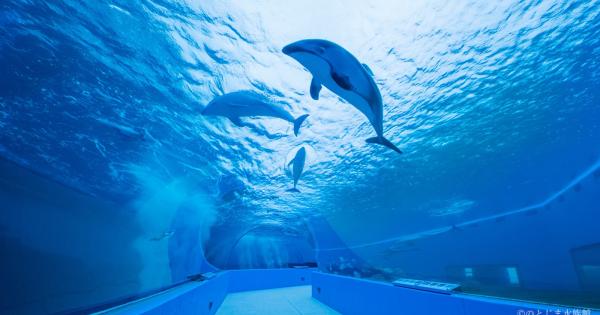 おかえり！イルカ・アシカの展示復活で完全再開「のとじま水族館」