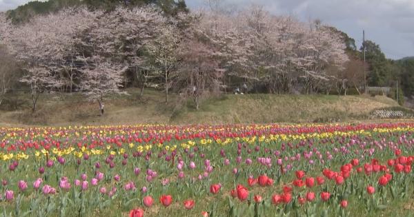 【大分】佐伯市の棚田で約 4 万本のチューリップが咲き誇る