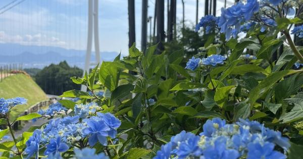 「三島スカイウォーク」あじさい祭
