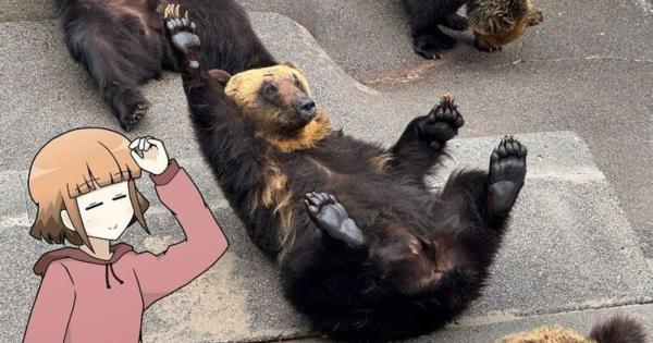 「中に人が入ってる…？」1000 円で芸達者な熊たちに出会える寄り道スポット／壮瞥町・昭和新山熊牧場